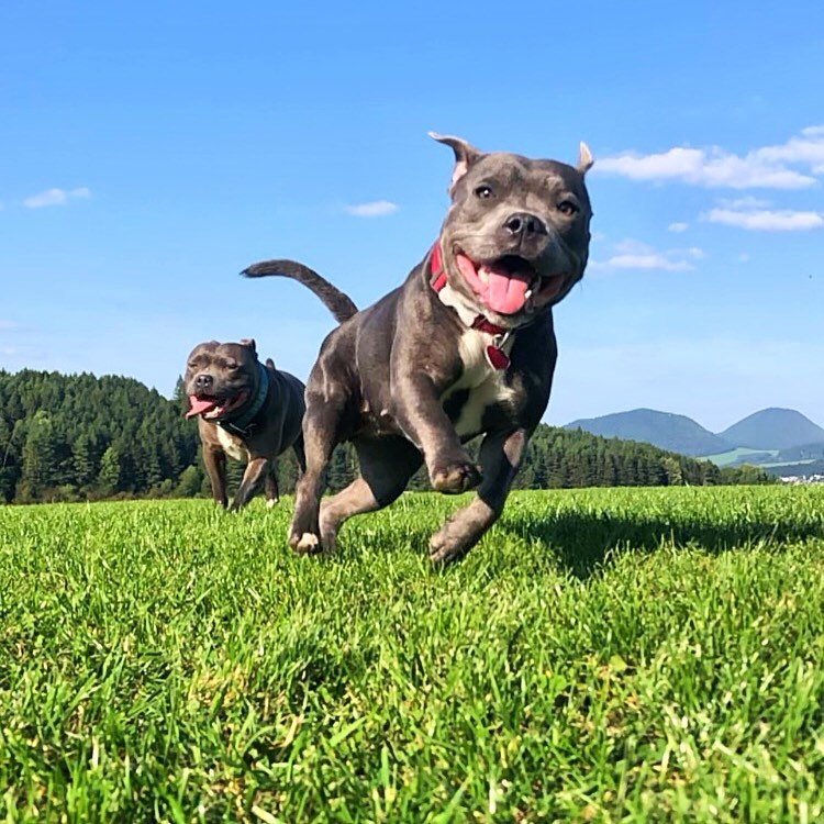 A Staffordshire Bull Terrier puppy raised by Healthy Staffords