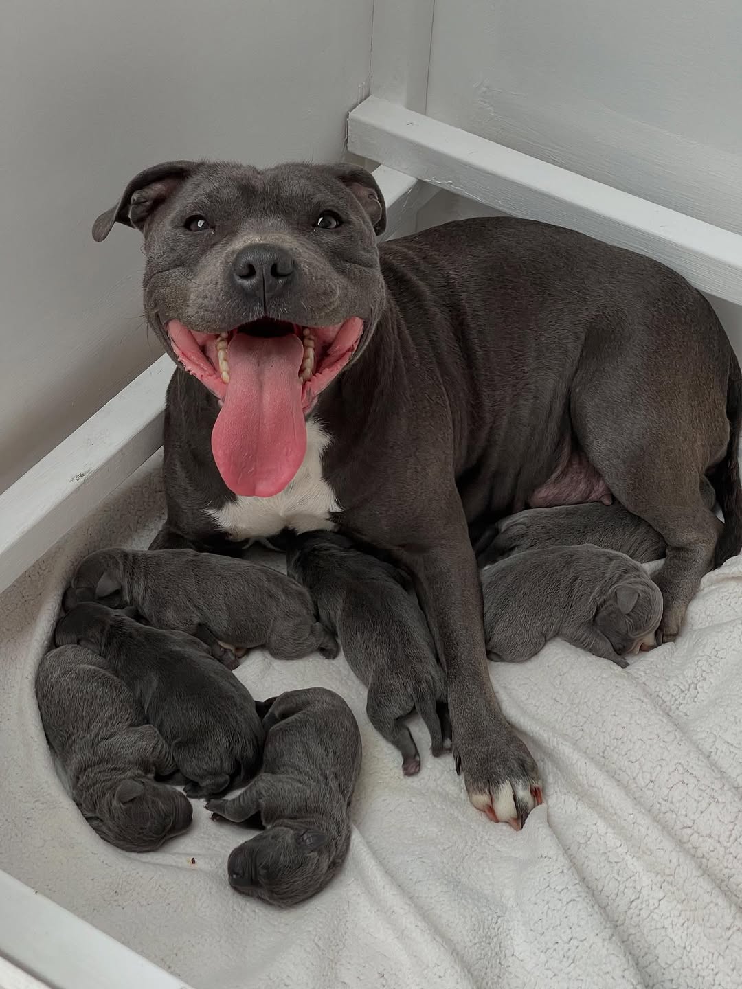 Healthy Staffords — our Staffies raised at home