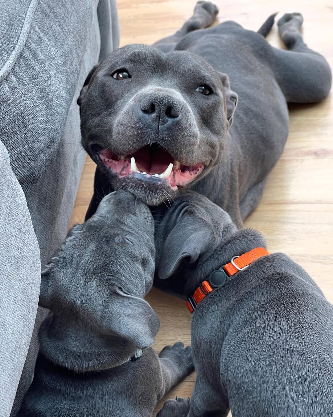Staffie puppy at home with family