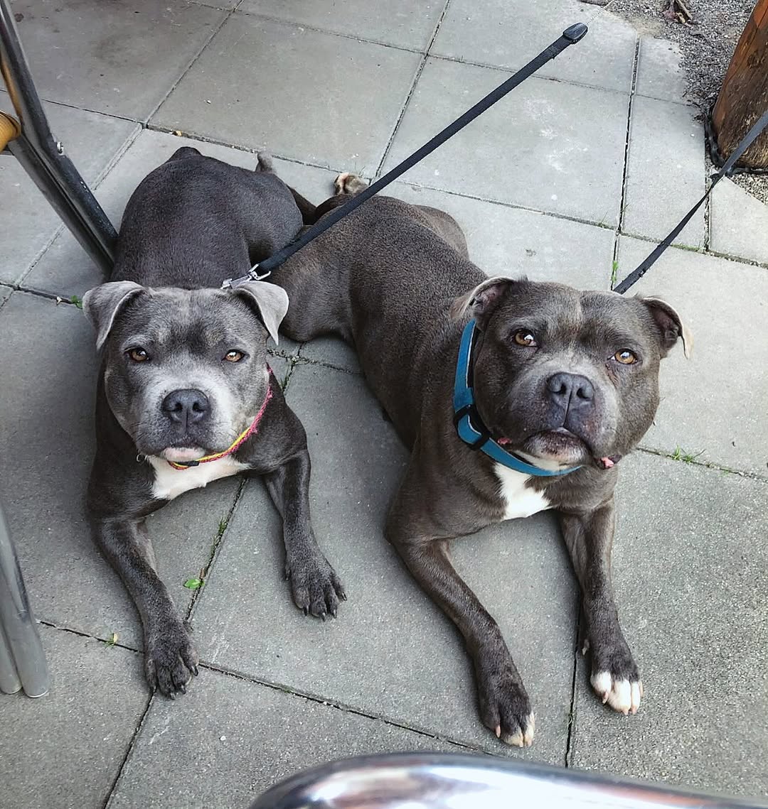 A Healthy Staffords puppy