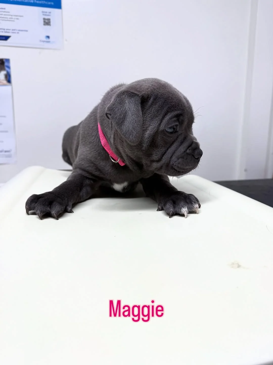 Maggie